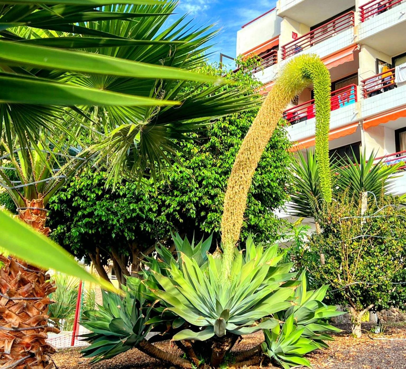 Paulmarie Apartment In Olympia Πλάγια ντε λας Αμέρικας Εξωτερικό φωτογραφία