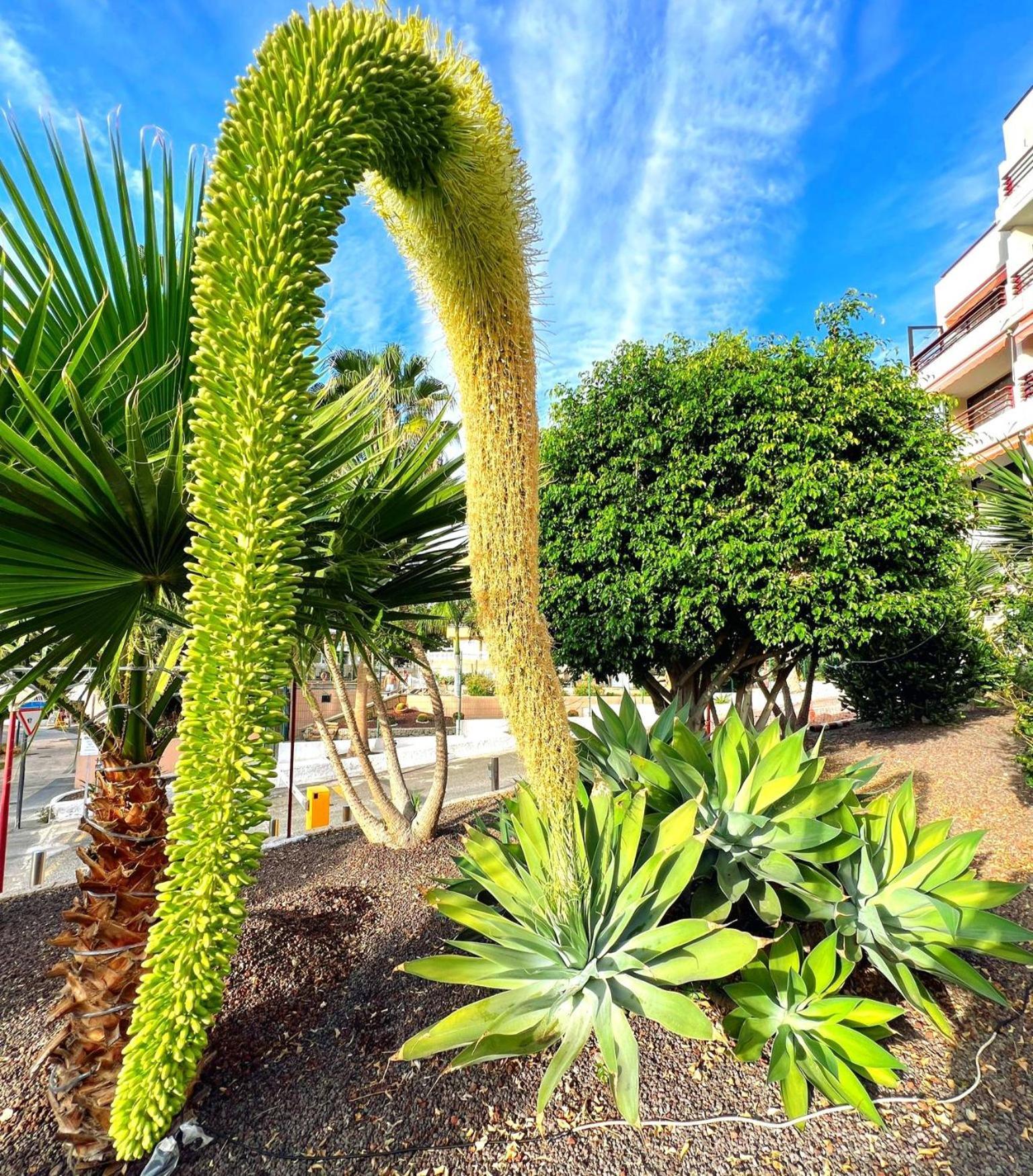 Paulmarie Apartment In Olympia Πλάγια ντε λας Αμέρικας Εξωτερικό φωτογραφία